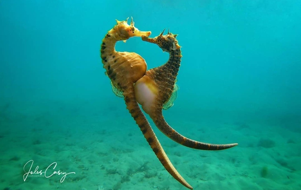 Cá ngựa trắng ở cạnh nhau cho đến khi bạn đời của mình chết. Cá ngựa đực và cá ngựa cái đều rất trách nhiệm trong việc chăm sóc lẫn nhau và không đi tìm đối tượng khác cho đến khi bạn đời của mình không còn.