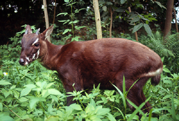 Sao la sống ở các khu rừng rậm gần suối ở độ cao 200 – 600m trên mực nước biển dọc dãy Trường Sơn. Mùa đông, chúng di cư xuống vùng đất thấp hơn tránh rét. Thời gian sinh đẻ của sao la khoảng tháng 5 – đầu tháng 6.