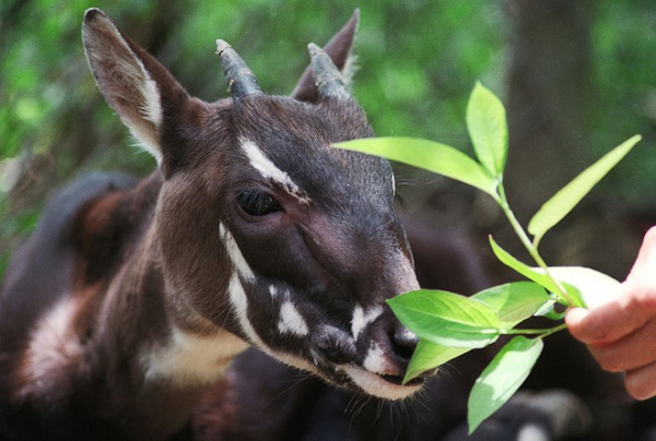 Tháng 04/2011, Khu Bảo tồn Thiên nhiên Sao la (Saola Nature Reserve) rộng 160km được thành lập ở Quảng Nam. Mở rộng hành lang sinh thái nối liền Việt Nam và Vườn Quốc gia Xe Sap của Lào.