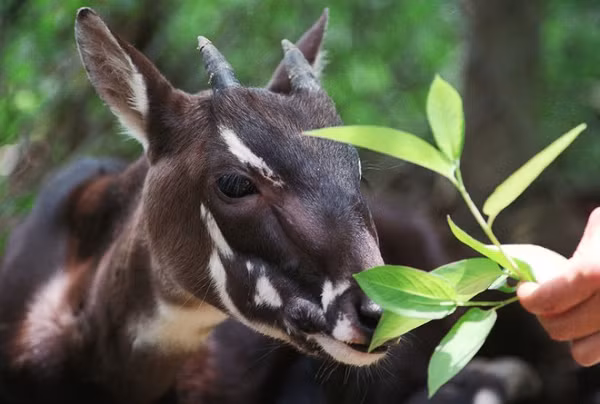 Tháng 04/2011, Khu Bảo tồn Thiên nhiên Sao la (Saola Nature Reserve) rộng 160km được thành lập ở Quảng Nam. Mở rộng hành lang sinh thái nối liền Việt Nam và Vườn Quốc gia Xe Sap của Lào.