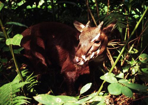 Sao la có chiều dài từ 1,3 – 1,5m, cao 90cm, trọng lượng nặng khoảng 100kg. Da của chúng có màu nâu sẫm, trên mỗi móng của sao la đều có một đốm trắng. Sừng dài có thể đến 51cm, mảnh dẻ và hướng thẳng về phía sau.