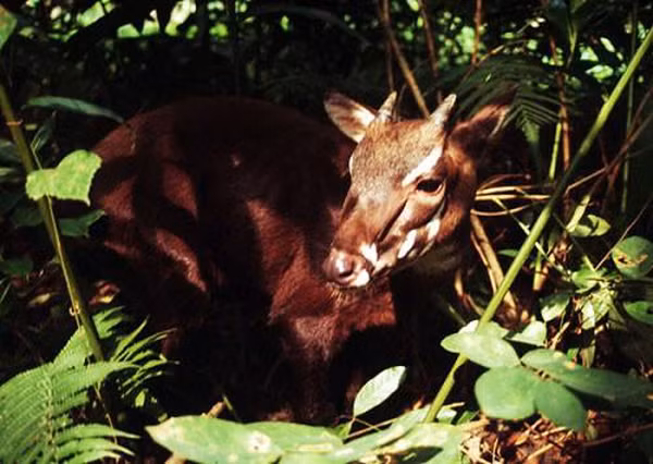 Sao la có chiều dài từ 1,3 – 1,5m, cao 90cm, trọng lượng nặng khoảng 100kg. Da của chúng có màu nâu sẫm, trên mỗi móng của sao la đều có một đốm trắng. Sừng dài có thể đến 51cm, mảnh dẻ và hướng thẳng về phía sau.