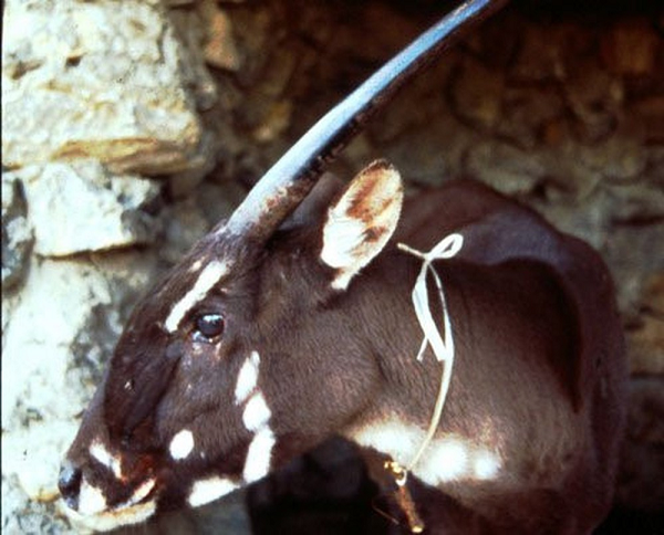 Đây là loài thú còn lại từ thời cổ đại. Thức ăn chủ yếu là cỏ, lá cây rừng. Sao la có đặc tính lẩn trốn con người. Do đó, hiện nay các nhà khoa học chưa thể đánh giá được số lượng chính xác.