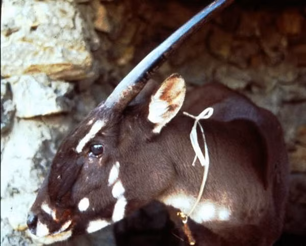 Đây là loài thú còn lại từ thời cổ đại. Thức ăn chủ yếu là cỏ, lá cây rừng. Sao la có đặc tính lẩn trốn con người. Do đó, hiện nay các nhà khoa học chưa thể đánh giá được số lượng chính xác.