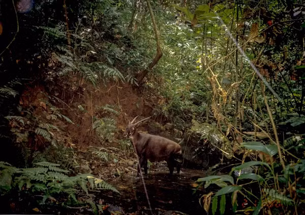 Lần cuối cùng sao la được ghi nhận là ở Lào năm 2010. Người dân tại tỉnh Bolikhamsay, Trung Lào, đã bắt được một cá thể sao la, nhưng cá thể này đã chết sau đó.