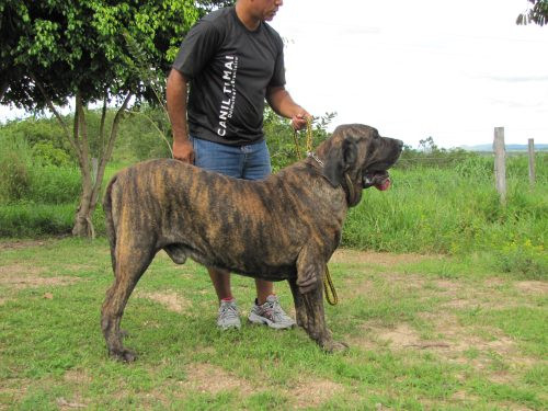 14. Fila Brasileiro: Fila Brasileiro có nguồn gốc thuần chủng từ Brazil, là một trong số những kẻ chuyên đi săn vi thân hình đô to và tính cách rất hung tợn, hung hăng và bốc đồng.
