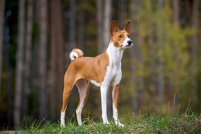10. Basenji: Nhỏ bé hơn những giống chó săn khác, tuy nhiên chó Basenji cũng không phải là một dễ đùa khi có tiếng là kẻ đi săn lâu đời nhất. Dấu hiệu của những chú chó này đã xuất hiện cách đây khoảng 5000 năm trước, chúng rất khó đào tạo và đôi khi sẽ trở nên rất nguy hiểm khi trêu đùa quá mức