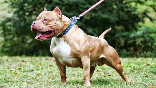 4. Pit Bull: Loài chó hung hãn nhất, nguy hiểm nhất hành tinh chắc chắn là Pit Bull. Chúng có bộ hàm rất khỏe và chỉ nhả ra khi dứt được miếng thịt của đối thủ. Chó Pit Bull có thể leo trèo, bơi lội như một chiến binh thực thụ.