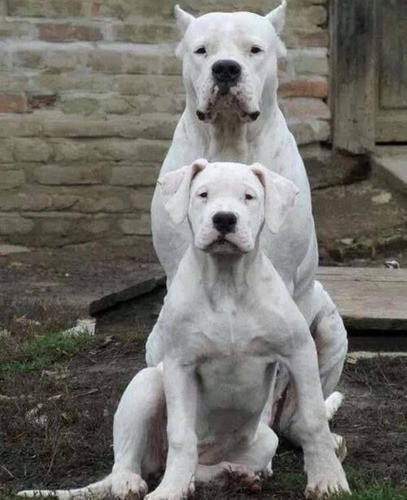 7. Dogo Argentino (Argentinian Mastiff) hay còn được gọi tắt là Dogo có một tên gọi nữa là chó ngao Argentina. Thuộc giống chó săn tự nhiên, Dogo được lai tạo từ nhiều giống chó khác nhau và vô cùng nhanh nhạy trong việc tìm ra các loài dã thú.