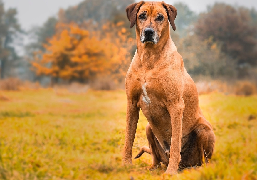 5. Rhodesian Ridgeback: chó Rhodesian Ridgeback rất hung dữ và có một biệt danh phù hợp với chúng là “chó săn sư tử Phi châu” với sức mạnh của chúng, hoàn toàn có thể kéo một con sư tử rách khỏi con mồi.