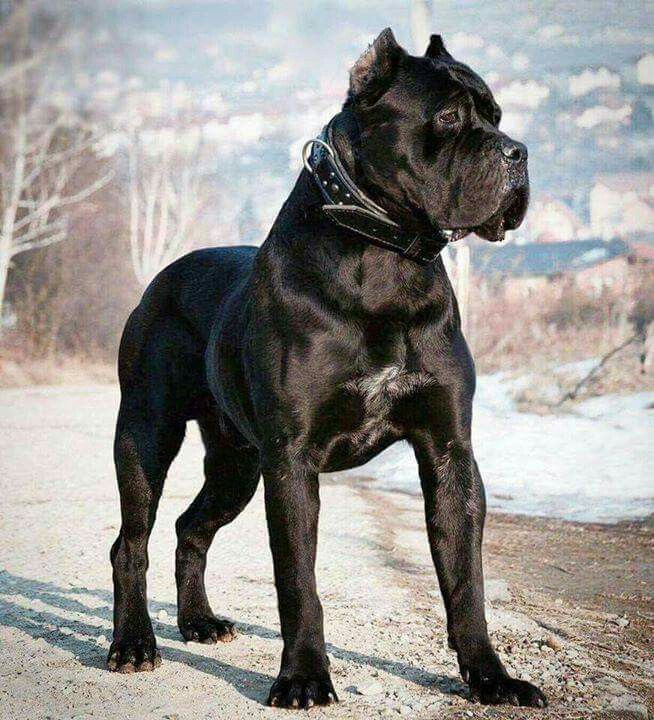 3. Cane Corso: có nguồn gốc từ Ý và còn được gọi là chó Ngao Ý, Tên khoa học của nó là Cane Corso Italiano và được dịch ra là chó vệ sĩ.. Cane Corso mang ngoại hình to lớn với nhiều cơ bắp, không những thế mà chúng còn nhanh nhẹn nữa. Cane Corso nổi tiếng với danh là hậu duệ của một giống chó thường sử dụng trong các trận chiến thời La Mã