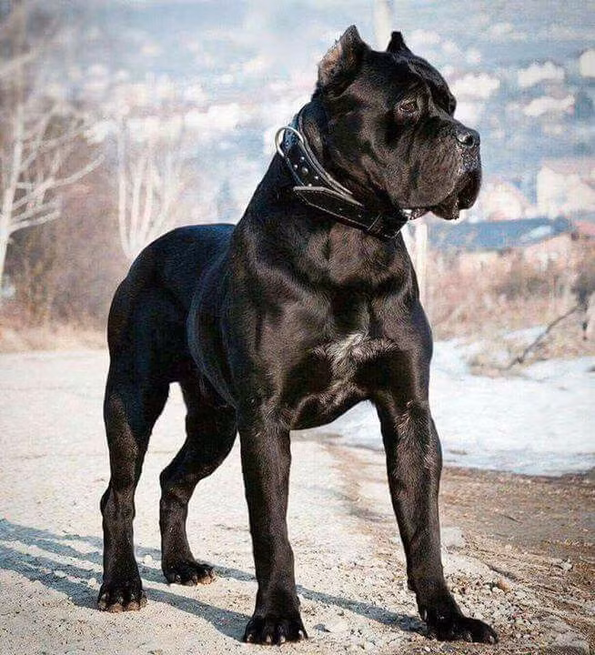 3. Cane Corso: có nguồn gốc từ Ý và còn được gọi là chó Ngao Ý, Tên khoa học của nó là Cane Corso Italiano và được dịch ra là chó vệ sĩ.. Cane Corso mang ngoại hình to lớn với nhiều cơ bắp, không những thế mà chúng còn nhanh nhẹn nữa. Cane Corso nổi tiếng với danh là hậu duệ của một giống chó thường sử dụng trong các trận chiến thời La Mã