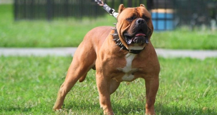 2. American Bandogge: Đây là một giống chó lai tạo (American Pit Bull Terrier và Neapolitan Mastiff), phần lớn chó American Bandogge thường được sử dụng trong quân đội để chiến đấu. Vì vậy mà đây là một giống chó được cảnh báo về sự nguy hiểm và độ hung hăng.