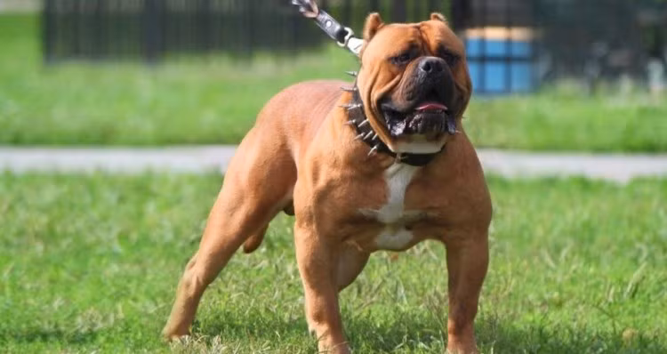 2. American Bandogge: Đây là một giống chó lai tạo (American Pit Bull Terrier và Neapolitan Mastiff), phần lớn chó American Bandogge thường được sử dụng trong quân đội để chiến đấu. Vì vậy mà đây là một giống chó được cảnh báo về sự nguy hiểm và độ hung hăng.