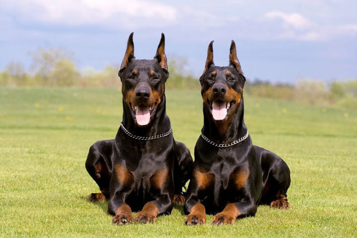 15. Doberman: Tên gọi chính xác nhất của giống chó này là Dobermann Pinscher, khi được đào tạo chuyên nghiệp và tốt, chúng sẽ trở thành những con thú cưng vô cùng dễ mến trong các gia đình. Thông minh, học hỏi nhanh là những khả năng đặc biệt và khiến chúng trở nên nổi trội hơn so với những loài khác, tuy nhiên hãy cẩn thận hơn với bản năng hung dữ của loài này.
