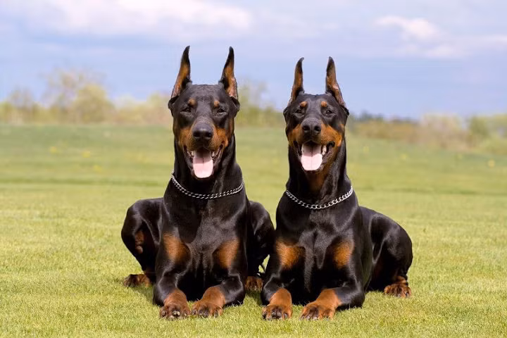 15. Doberman: Tên gọi chính xác nhất của giống chó này là Dobermann Pinscher, khi được đào tạo chuyên nghiệp và tốt, chúng sẽ trở thành những con thú cưng vô cùng dễ mến trong các gia đình. Thông minh, học hỏi nhanh là những khả năng đặc biệt và khiến chúng trở nên nổi trội hơn so với những loài khác, tuy nhiên hãy cẩn thận hơn với bản năng hung dữ của loài này.