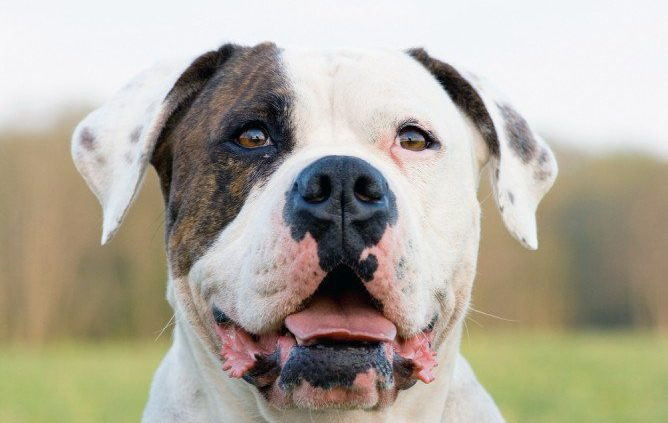 13. American Bulldog: American Bulldog hay còn gọi là chó bò Mỹ thường được sử dụng nhiều vào mục đích đi săn mồi và giữ nhà. American Bulldog có rất nhiều cơ bắp, khi đã lên cơn khát máu, chúng sẽ trở nên mất kiển soát và kiên trì săn đuổi con mồi cho tới khi bị hạ gục.