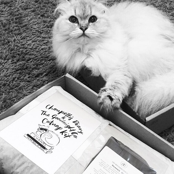 Mèo Choupette sở hữu 74 nghìn người theo dõi trên mạng xã hội và cập nhật cuộc sống vương giả của mình khiến ai cũng ngưỡng mộ.