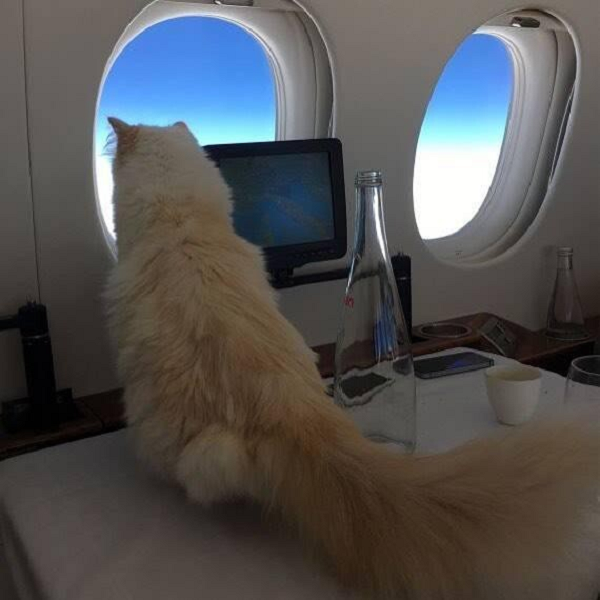 Di chuyển bằng phi cơ riêng.