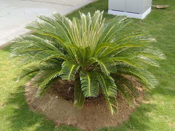  Cây vạn tuế là loài cây không nên trồng trong phòng kín vì có thể gây bệnh, ngộ độc, thậm chí tử vong mà bạn không cần phải chạm đến chúng. Riêng vỏ và ngọn cây vạn tuế có chất độc mạnh có thể gây ung thư hay loạn thần kinh mãn tính.