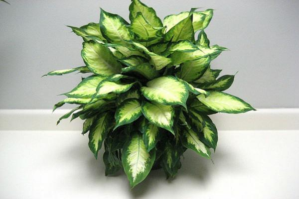 Cây vạn niên thanh có tên khoa học là Dieffenbachia cultivar, thuộc họ ráythân mềm, lá màu xanh đốm trắng, được trồng làm kiểng trong nhà. Tất cả các bộ phận của cây này đều có độc từ rễ tới ngọn.