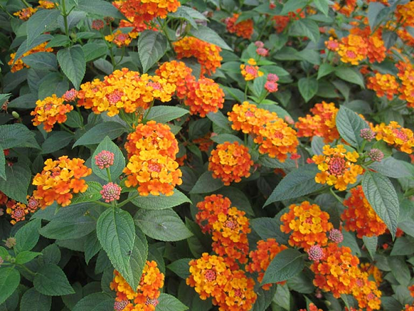 Quả của cây thơm ổi có chất độc Lantanin alkaloid Hoặc lantadene A gây bỏng rát đường ruột, giãn cơ, rối loạn tuần hoàn máu và có thể dẫn đến tử vong.