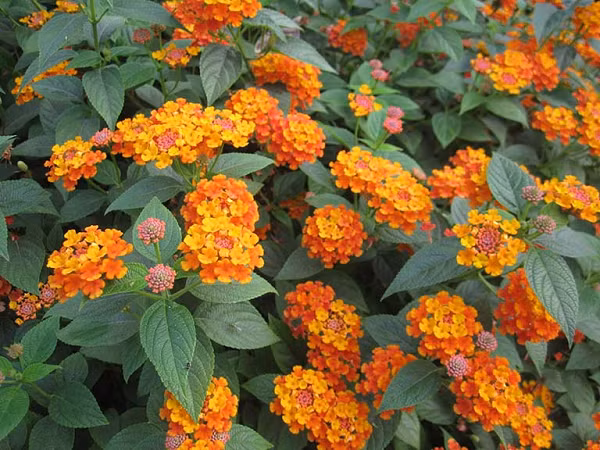 Quả của cây thơm ổi có chất độc Lantanin alkaloid Hoặc lantadene A gây bỏng rát đường ruột, giãn cơ, rối loạn tuần hoàn máu và có thể dẫn đến tử vong.