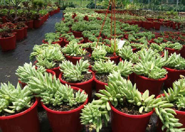 Cây chuỗi ngọc bi hay sen đá chuỗi ngọc là cây cảnh có độc vì chứa chất gucosides. Đây là chất rất có hại cho cơ thể con người, nếu vô tình ăn phải sẽ gây mệt mỏi, tiêu chảy, thậm chí là ảnh hưởng đến hô hấp, gây khó thở, điều tiết nhịp tim khó khăn. Cây cảnh 10 loại quả