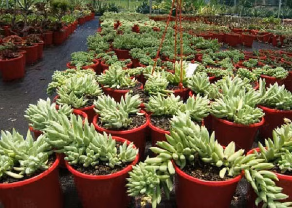 Cây chuỗi ngọc bi hay sen đá chuỗi ngọc là cây cảnh có độc vì chứa chất gucosides. Đây là chất rất có hại cho cơ thể con người, nếu vô tình ăn phải sẽ gây mệt mỏi, tiêu chảy, thậm chí là ảnh hưởng đến hô hấp, gây khó thở, điều tiết nhịp tim khó khăn. Cây cảnh 10 loại quả