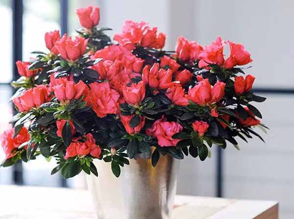 Tất cả các bộ phận của cây đỗ quyên đều có chất độc Andromedotoxin và Arbutin glucoside. Người bị ngộ độc do loại cây này thường có triệu chứng buồn nôn, chảy nước dãi, ói mửa, uể oải, chóng mặt, khó thở, mất cân bằng.