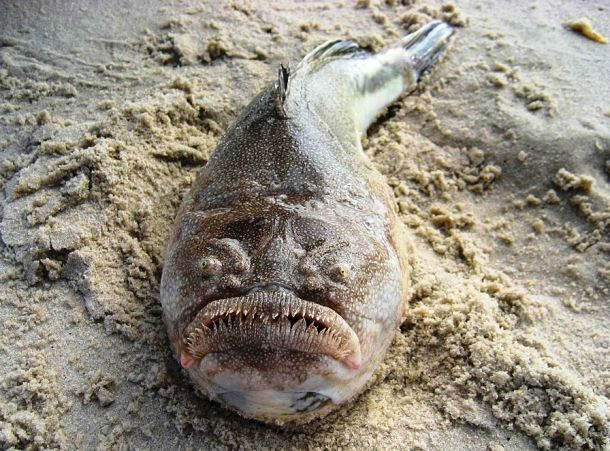 Cá sao Nhật phương Bắc nổi tiếng với một sự kỳ quặc đó là có có một cơ quan đặc biệt ngay phía sau mắt mà có thể gây ra một cú sốc điện dùng để phòng thủ khi chúng cảm thấy bị đe dọa.