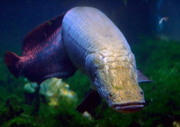 Cá Arapaima là loài cá sống trong các con sông nhiệt đới ở lưu vực sông Amazon Nam Mỹ, các hồ và đầm nước gần đó. Là một trong những loài cá nước ngọt lớn nhất thế giới, những con cá khổng lồ này có thể đạt tới 2,75 m (9 ft) chiều dài và nặng tới 200 kg (440 lb).