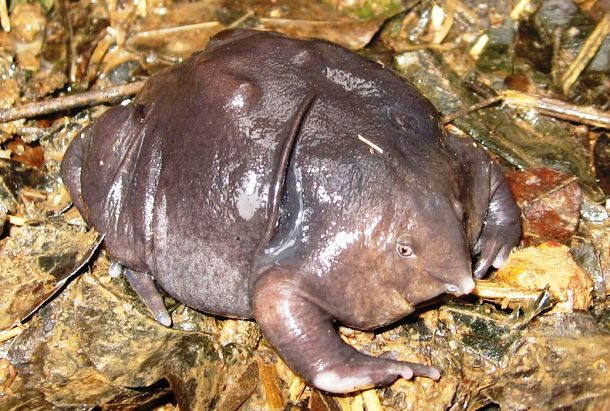 Ếch tía được phát hiện vào năm 2003 khi nó được tìm thấy ở vùng núi của Tây Ghats ở Ấn Độ. Với thân hình mũm mĩm có màu tím và chiếc mỏ nhọn giống như heo, loài ếch này là một trong những động vật lưỡng cư đáng sợ nhất trên trái đất.