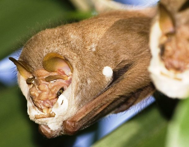 Dơi mặt nhăn là một loài dơi cỡ trung nổi tiếng với khuôn mặt đáng sợ. Các nếp nhăn quanh mũi và miệng của nó mang lại cho loài dơi này một vẻ ngoài thực sự đáng ghê rợn.