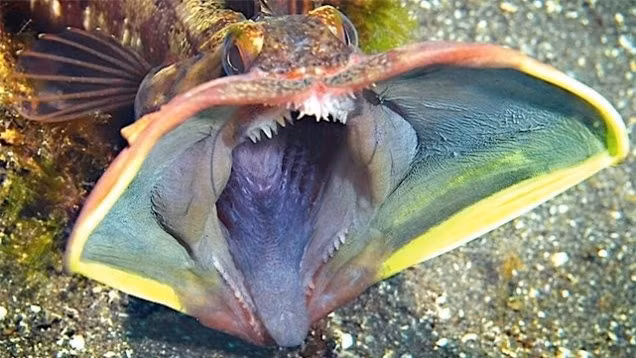 Cá miệng rộng Sarcastic Fringehead này có cái miệng rất đáng sợ và có cảm giác như chúng có thể nuốt trọn mọi thứ.