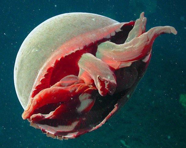 Sứa khổng lồ được phát hiện vào năm 2003 và là thành viên duy nhất trong chi của nó vẫn chưa được xác định. Với đường kình lên đến 3m (10 ft), đây thực sự là một trong những loài sứa biển lớn nhất thế giới.