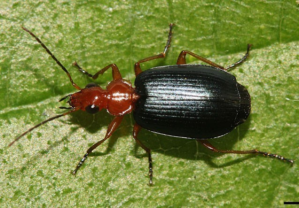 Bọ cánh cứng Bombardier sở hữu một trong những chất hóa học mang tên hydroquinone. Khi bị tấn công hoặc săn mồi, chúng trộn hai chất hóa học lại với nhau, chúng sẽ sôi lên, tạo thành một chất nhầy dính và có mùi vô cùng khó chịu,