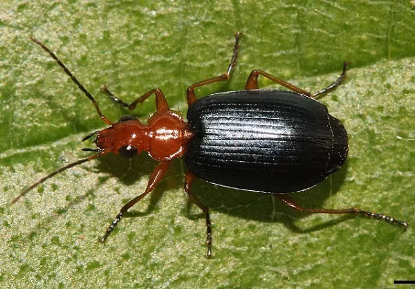 Bọ cánh cứng Bombardier sở hữu một trong những chất hóa học mang tên hydroquinone. Khi bị tấn công hoặc săn mồi, chúng trộn hai chất hóa học lại với nhau, chúng sẽ sôi lên, tạo thành một chất nhầy dính và có mùi vô cùng khó chịu,