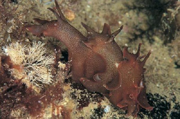 Thỏ biển tiết ra vệt nước màu tím từ các tuyến dịch làm tê liệt dây thần kinh khứu giác của các loài săn mồi dưới biển quanh chúng.