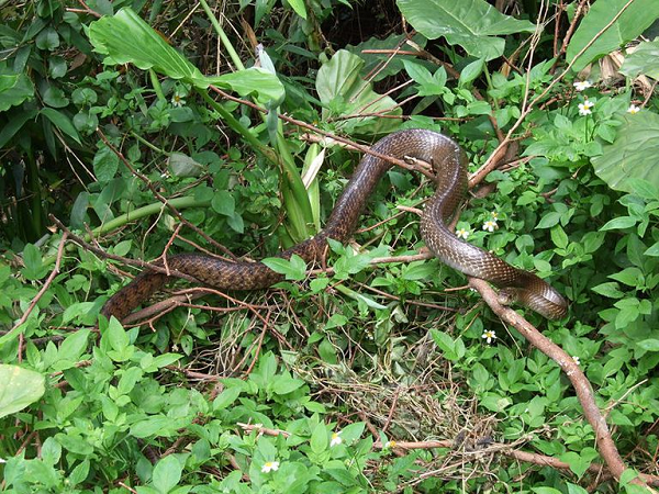 Elaphe carinata hay Vua rắn săn chuột tiết ra chất đặc biệt khi bị đe dọa qua hậu môn.