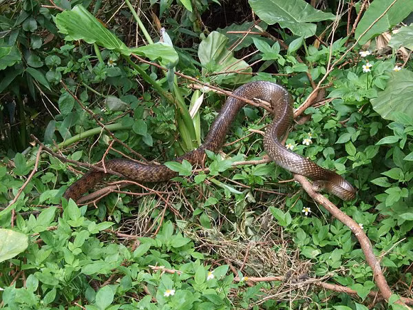 Elaphe carinata hay Vua rắn săn chuột tiết ra chất đặc biệt khi bị đe dọa qua hậu môn.