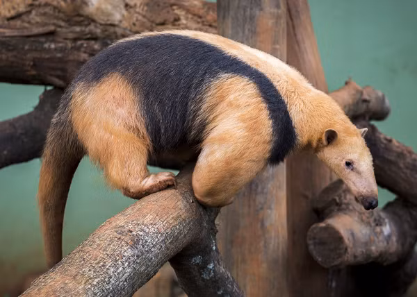Tamandua tetradacty là một loài động vật có vú thuộc họ Thú ăn kiến, khi bị tấn công Tamandua tetradactyla sẽ phát ra một mùi hôi khủng khiếp từ tuyến hậu môn dưới đuôi khiến các loài ăn thịt phải tránh xa.