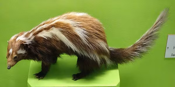 Chồn hôi sọc châu Phi hay Ictonyx striatus là loài chồn ăn thịt có mùi hôi đặc trưng bởi chúng sử dụng chất từ tuyến hậu môn để đánh dấu lãnh thổ và phun chúng vào mắt kẻ săn mồi.