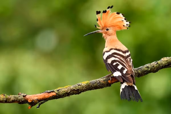 Upupa hay “The Hoopoe” là loài chim thuộc họ Chim đầu rìu, khi Upupa cái ấp trứng hoặc đẻ trứng, chúng sẽ biến đổi về mặt hóa học một chất lỏng có mùi thịt thối ám vào lông. Để bảo vệ cho tổ của mình, chim Upupa sẽ thải các chất này lên đầu của tất cả các vị khách không mới dám bén mảng tới gần địa phận nhà của mình.