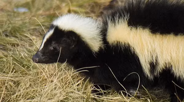 Cho dù bạn tắm rửa nhiều lần thì thứ mùi hôi đó vẫn ám theo bạn một thời gian dài.