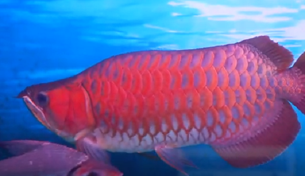 Cá huyết long màu càng đỏ đậm thì càng đẹp, độ gãy trên đầu cá cũng là yếu tố tăng thêm giá trị cho những chú cá rồng.