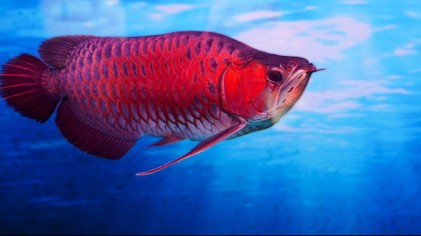 Đây là cá huyết long (cá rồng) dòng đột biến, ở đầu của cá có độ gãy nên giá trị của nó rất cao.