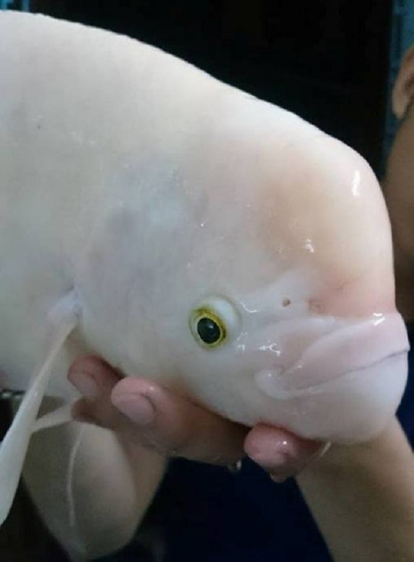 Năm 2015, anh Trần Lĩnh Huế (28 tuổi, ở phố Quán Thánh, quận Ba Đình, Hà Nội), trong lúc đi tập thể dục ở ven hồ Tây thì thấy thợ câu câu được một con cá toàn thân màu trắng, mõm dày giống cá heo. Nhiều người khi nhìn thấy hình ảnh của con cá này liền gọi là "quái ngư" hồ Tây.