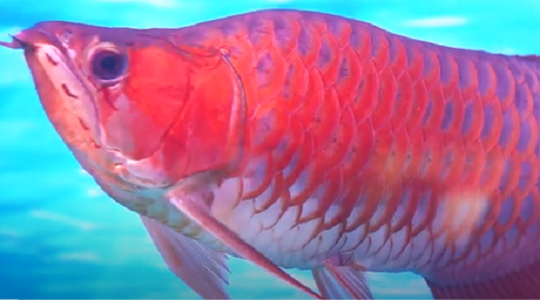 Theo chia sẻ của chủ cửa hàng, một con cá huyết long được định giá cao khi toàn thân cân đối, hai vây bơi căng đều, đuôi to xòe như cánh quạt, nang đuôi đều.