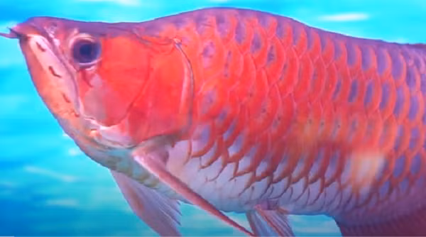 Theo chia sẻ của chủ cửa hàng, một con cá huyết long được định giá cao khi toàn thân cân đối, hai vây bơi căng đều, đuôi to xòe như cánh quạt, nang đuôi đều.